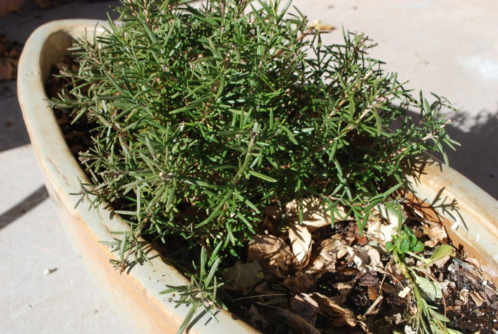 established-rosemary-in-pot.jpg