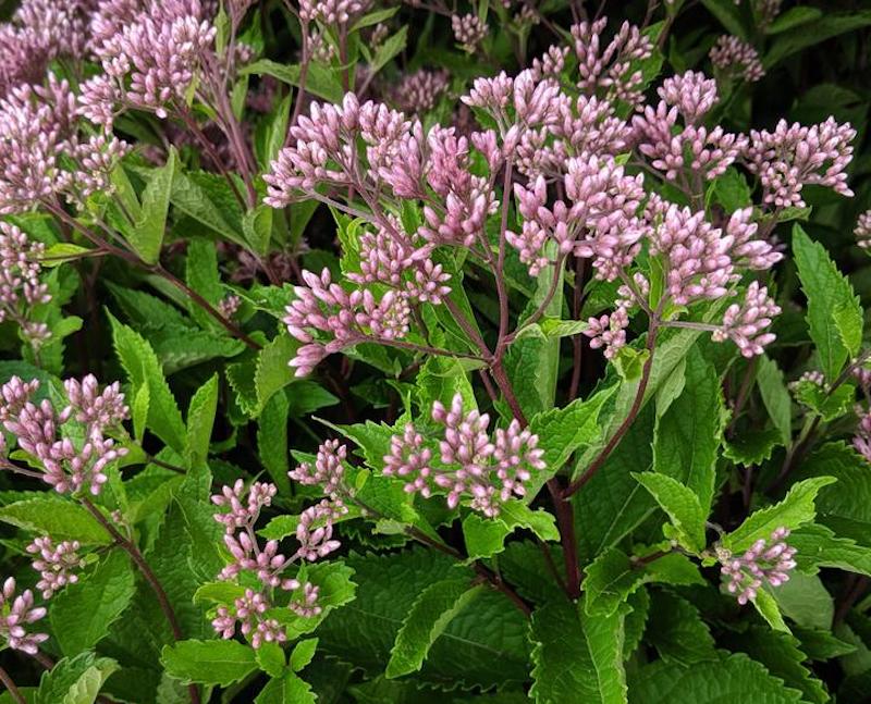 eupatorium-dubium-baby-joe-in-bloom.jpg