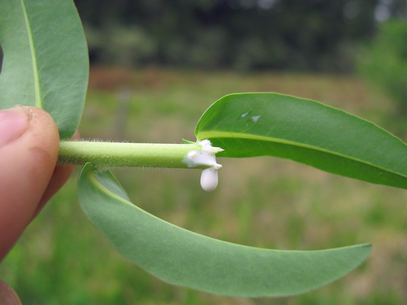 euphorbia-helioscopia-stem-leaking-sap.jpg