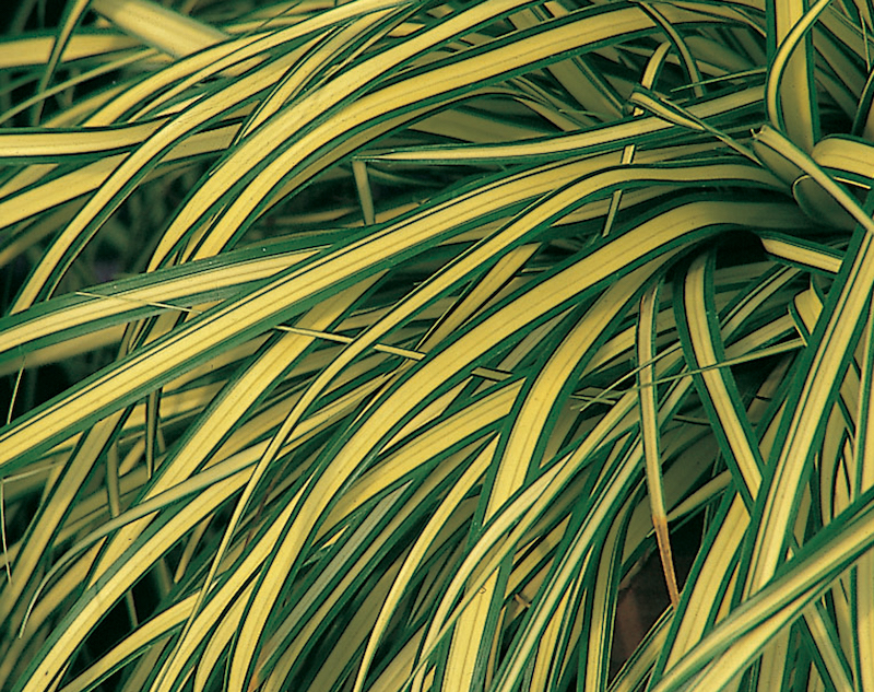 evergold-sedge-foliage.jpg