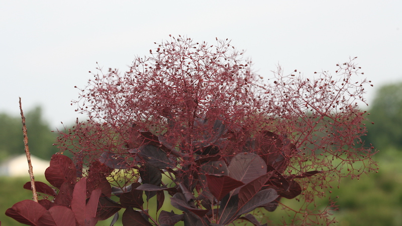 faded-flowering-stem-of-winecraft-black-cotinus.jpg