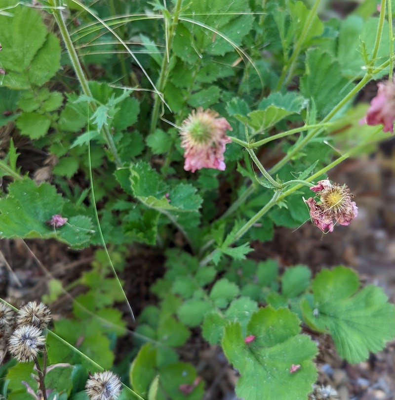 faded-flowers-on-geum.jpg