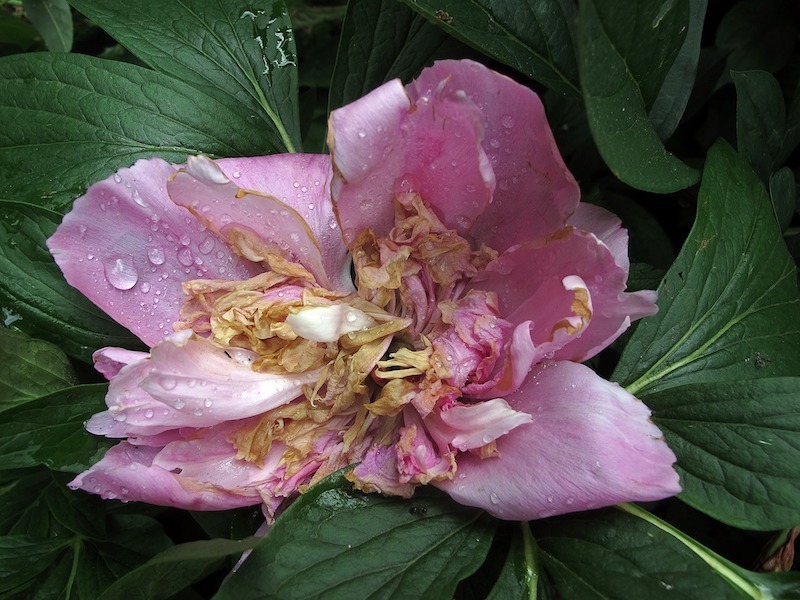 faded-peony-bloom.jpg