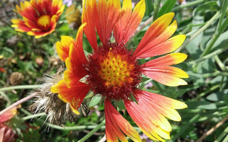 fading-blanket-flower-bloom.jpg