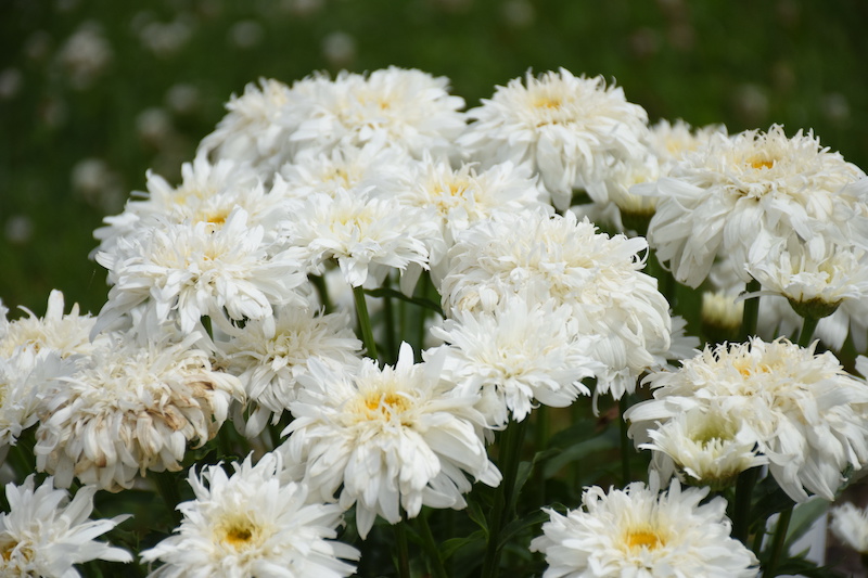 fading-blooms-of-leucanthemum-marshmallow-shasta-daisies.jpg