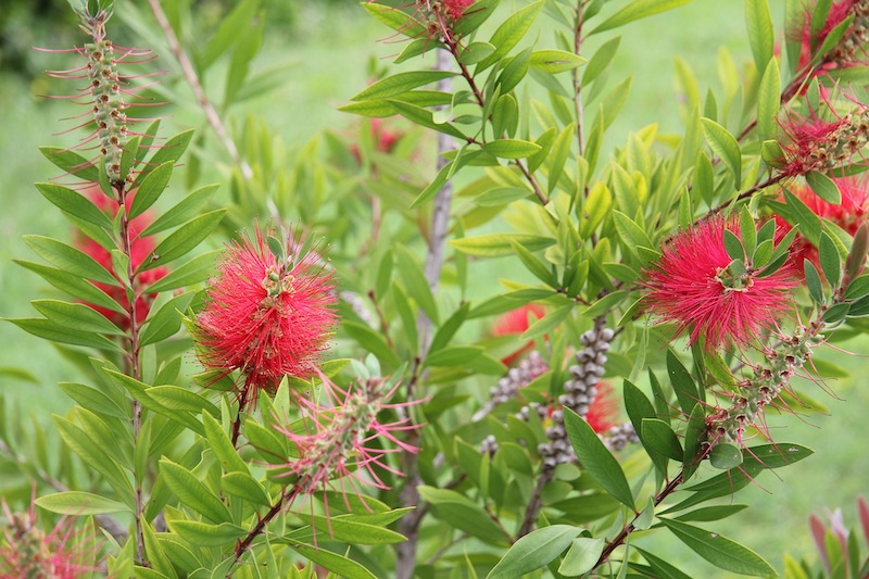 fading-bottlebrush-flowers.jpg