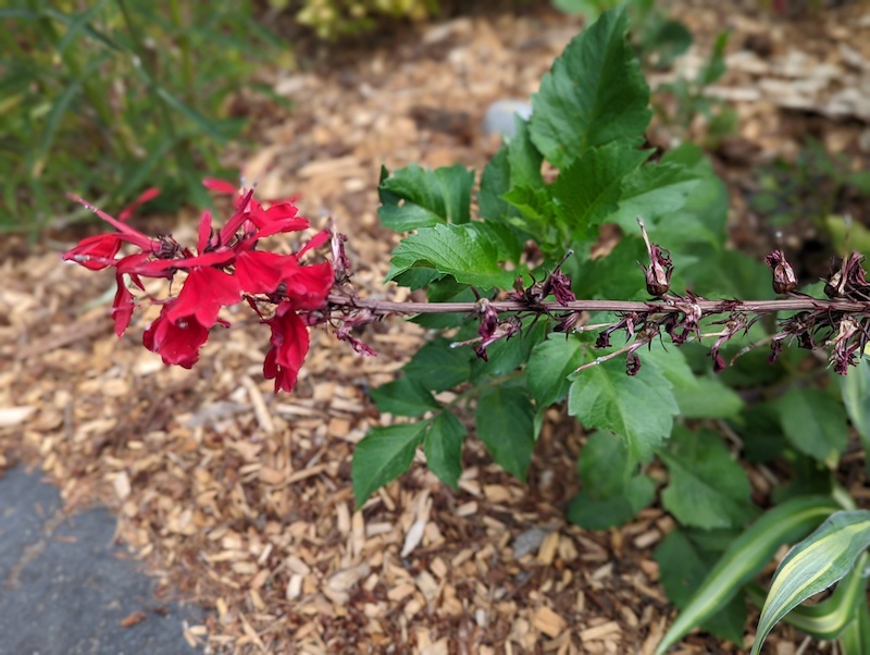 fading-flowering-stem-of-queen-victoria-lobelia.jpg