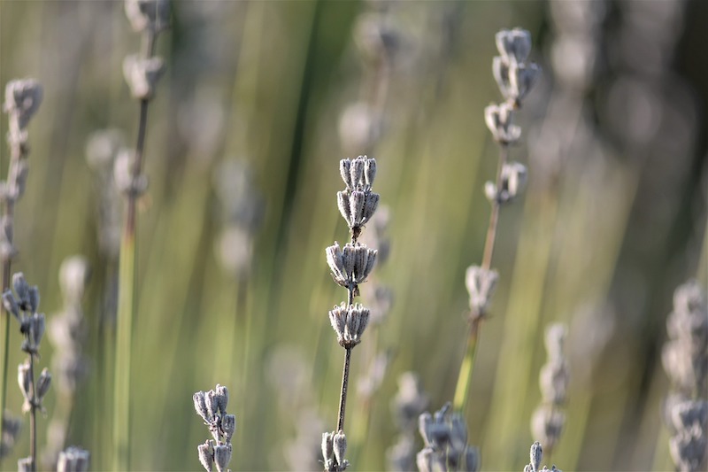 fading-lavender-blooms.jpg