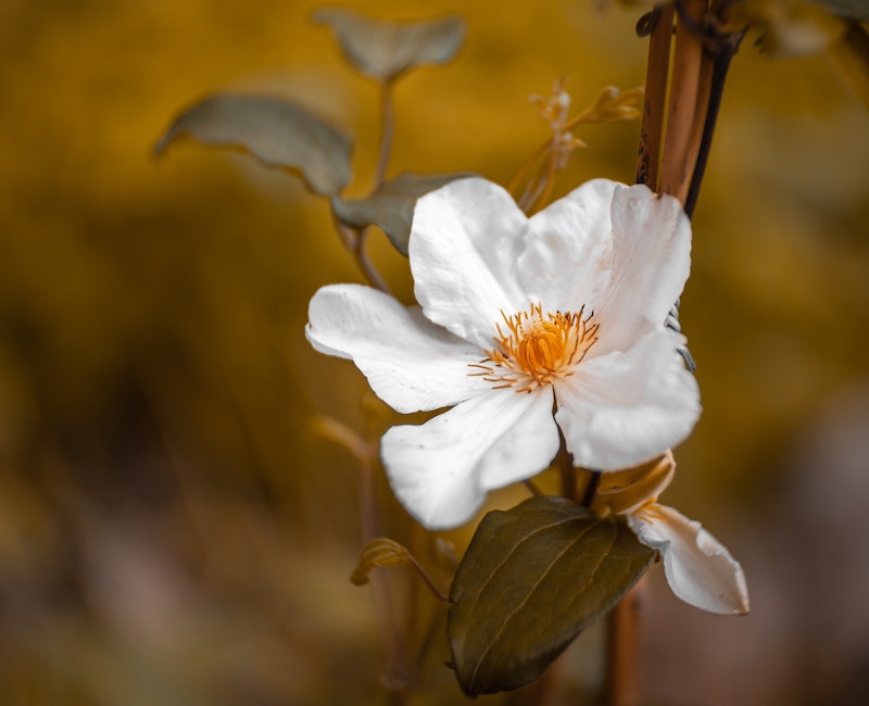 fading-mock-orange-foliage-and-flower.jpg