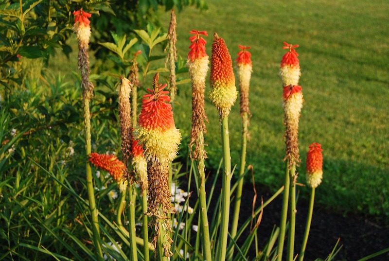 fading-red-hot-poker-bloom-stems.jpg