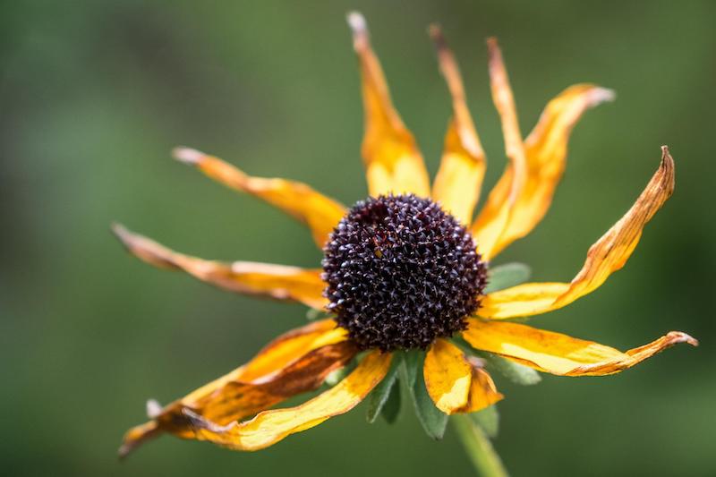 fading-rudbeckia-flower.jpg