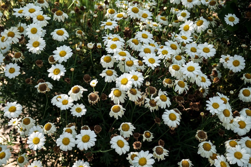 fading-shasta-daisy-bloom.jpg