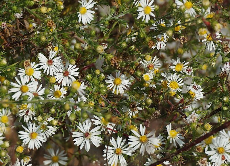 fading-white-aster-flowers.jpg