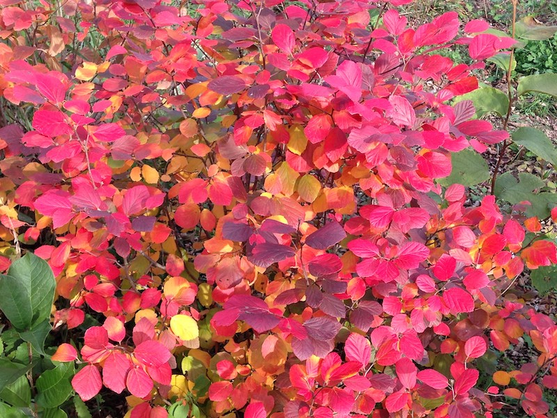 fall-color-on-fothergilla-legend-of-the-fall.jpg