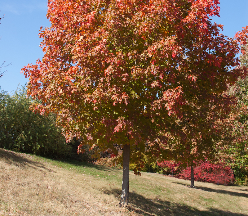 fall-fiesta-sugar-maple-planting.jpg