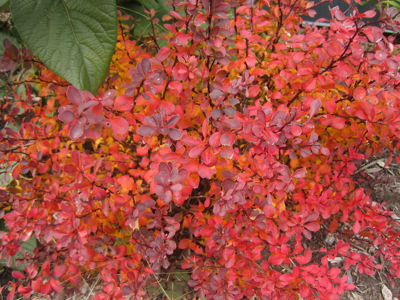 fall-foliage-color-on-sunjoy-mini-salsa-berberis.jpg