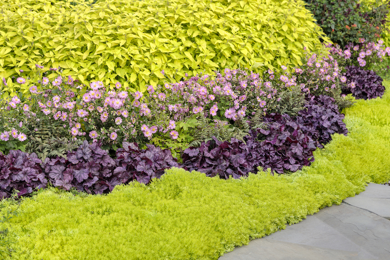 fall-in-love-sweetly-windflowers-planted-with-pineapple-sage-sedum-and-coral-bells.jpg