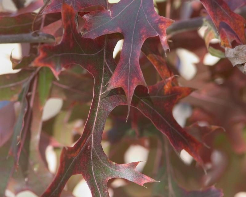 fall-leaves-on-first-editions-majestic-skies-northern-pin-oak.jpg