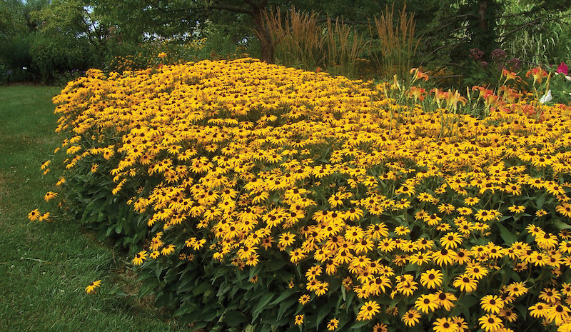 famous-nativar-rudbeckia-fulgida-goldsturm-has-a-compact-growth-habit.jpg