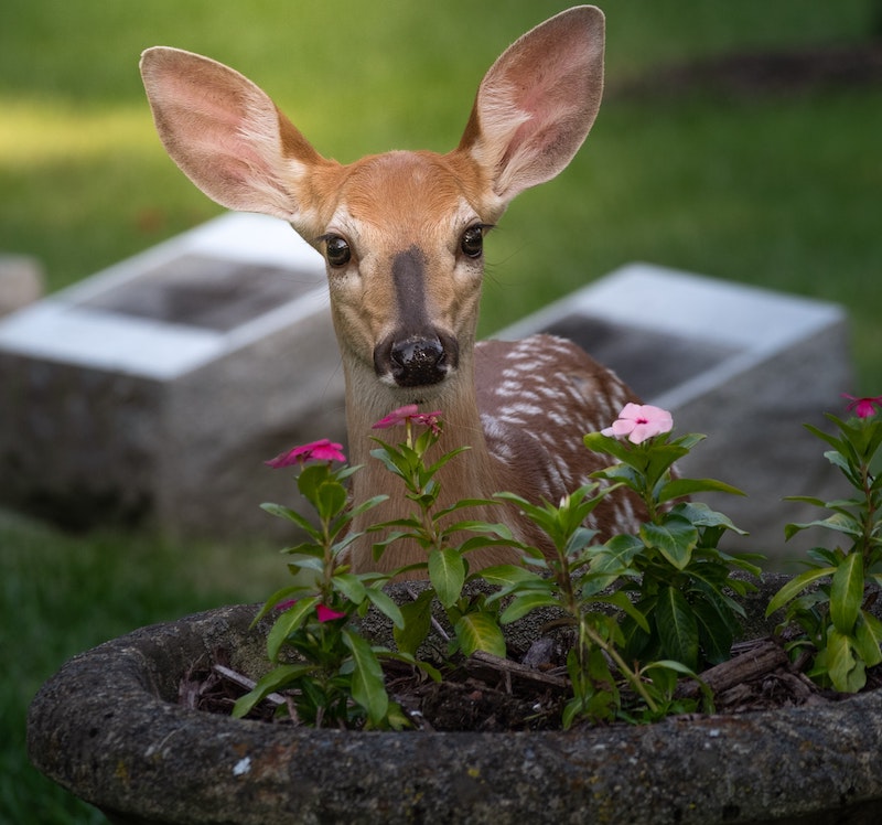 fawn-behind-planter-with-impatiens.jpg