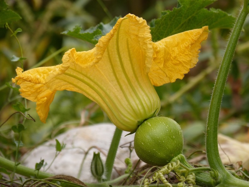 female-pumpkin-flower-forming-fruit.jpg