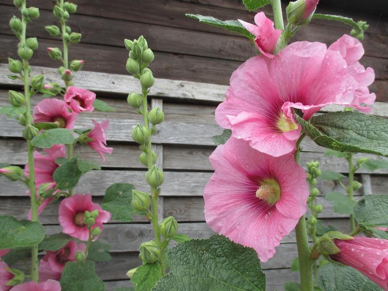 fence-supporting-hollyhock-flowers.jpg