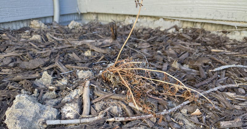 fern-dormant-in-the-winter-died-back-to-the-ground.jpg