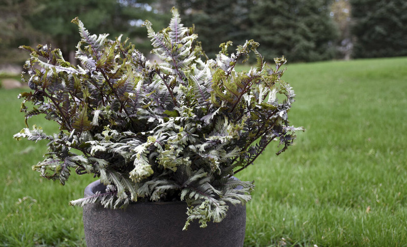 fern-growing-in-patio-pot.jpg