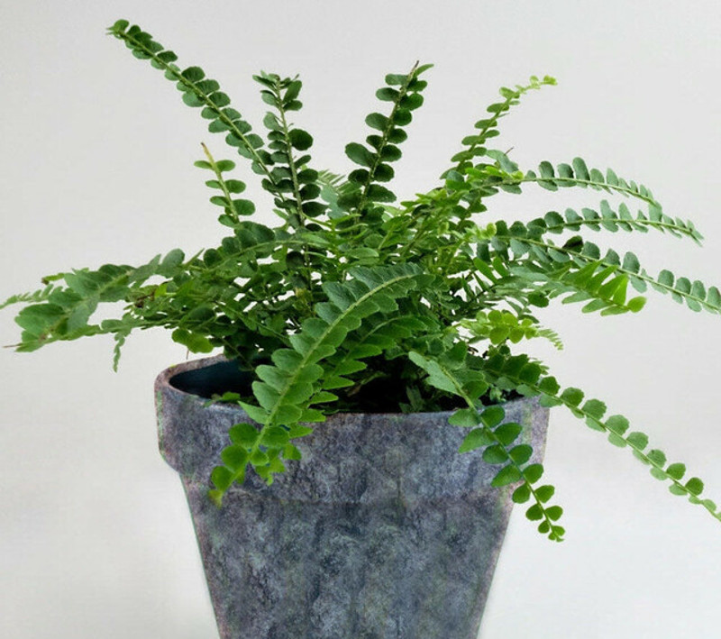 fern-growing-inside-indoor-planter.jpg