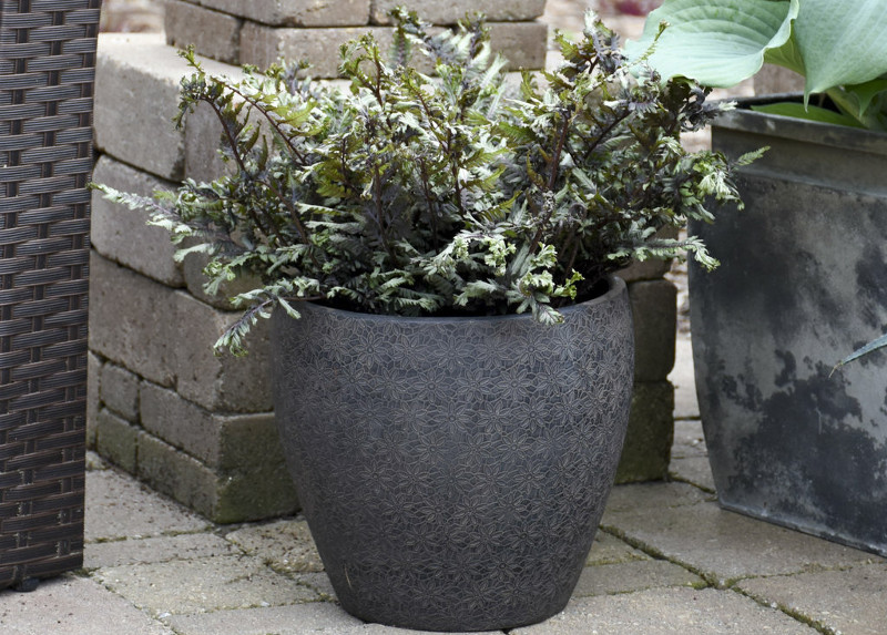 fern-in-garden-planter-in-the-shade.jpg