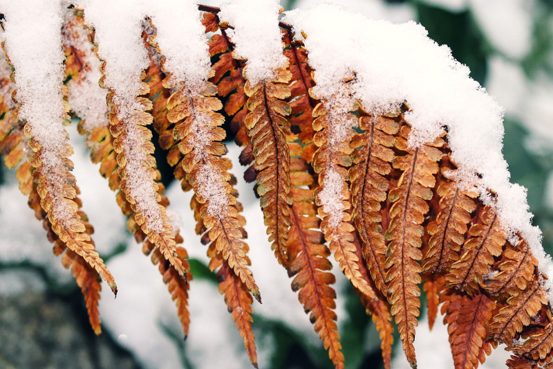 fern-leaves-covered-in-snow.jpg