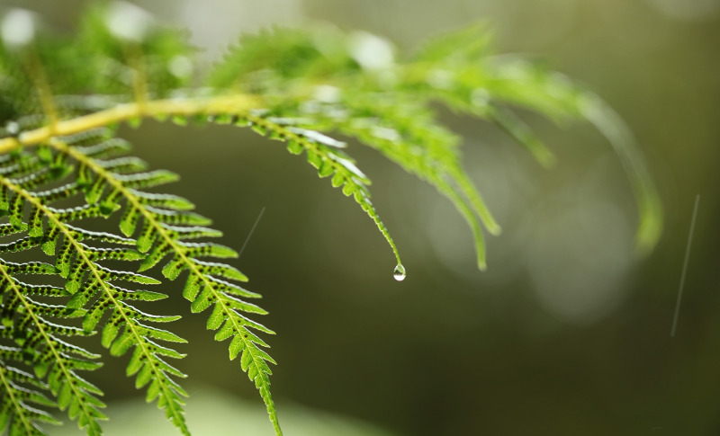 fern-leaves-with-water-dripping-off-of-it.jpg