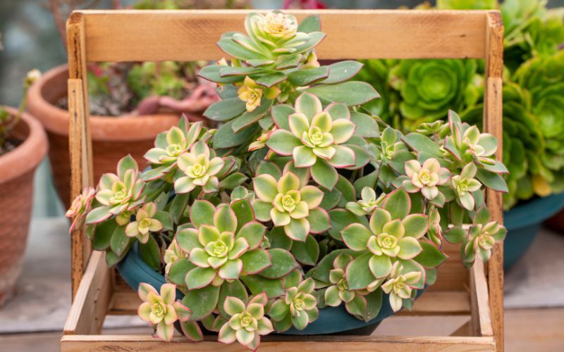 fertilizing-aeonium.jpg