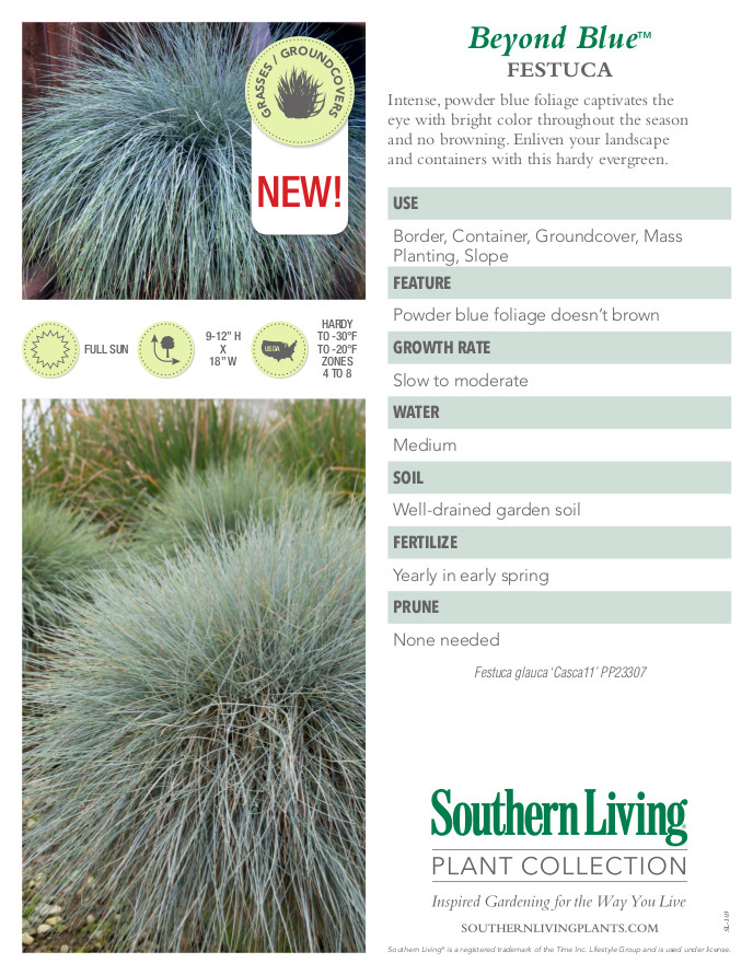 Beyond Blue Festuca Plant Facts