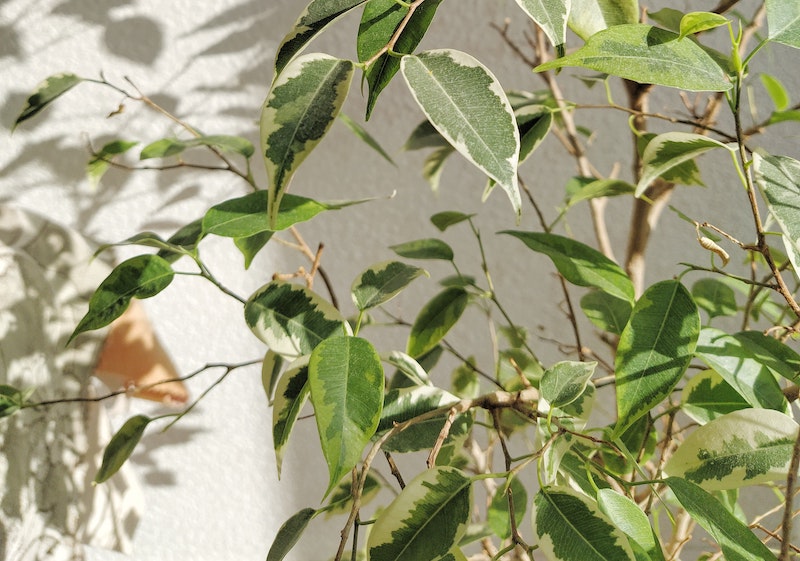 Two phases light response curve for Ficus benjamina, from the