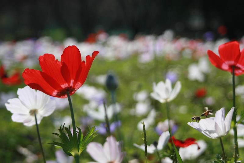 field-of-red-and-white-windflowers.jpg