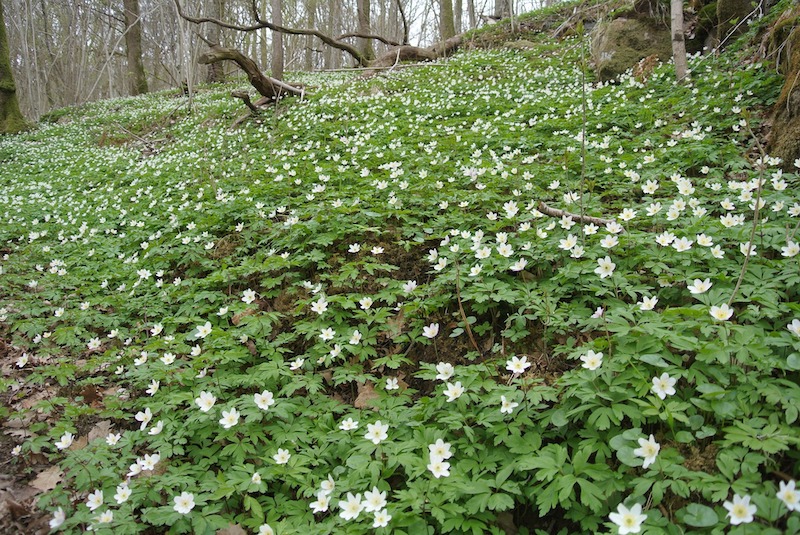 field-of-wood-anemone.jpg