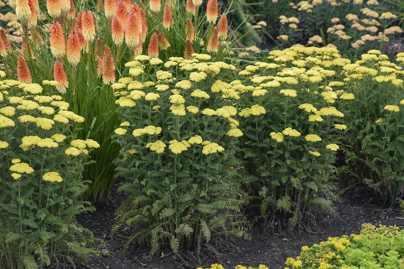 Hot Pink Yarrow