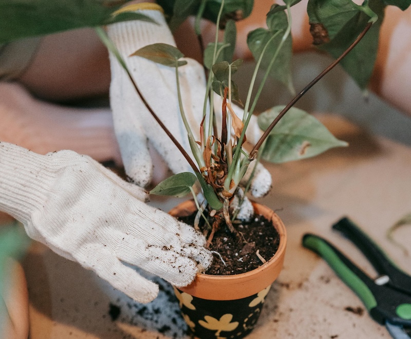 firming-soil-around-newly-potted-anthurium.jpg