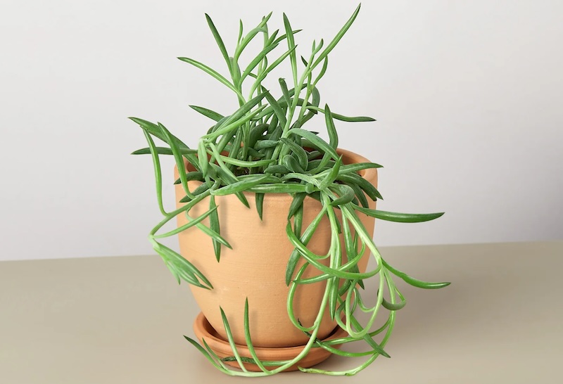 fish-hooks-senecio-planted-in-a-terra-cotta-pot-with-saucer.jpg