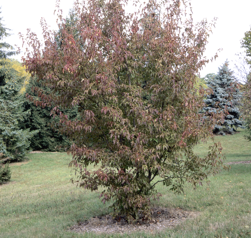 flame-amur-maple-planted-in-the-landscape.jpg