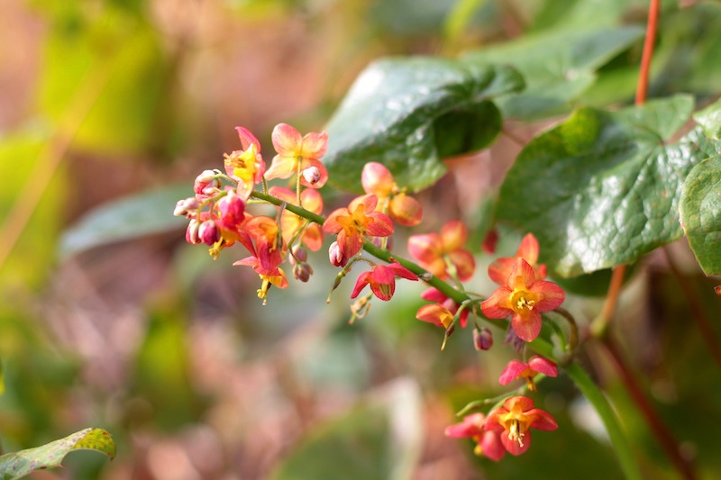 flowering-barrenwort-stem.jpg