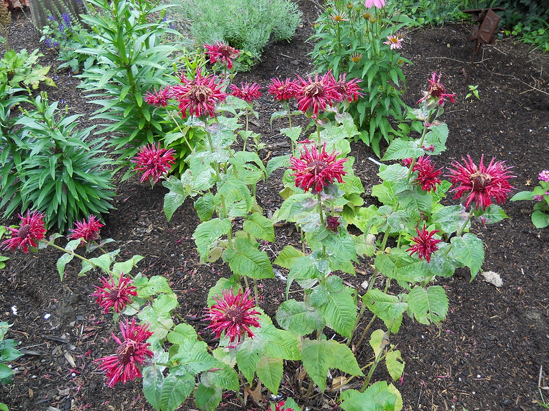 flowering-bee-balm-infected-with-powdery-mildew.jpg