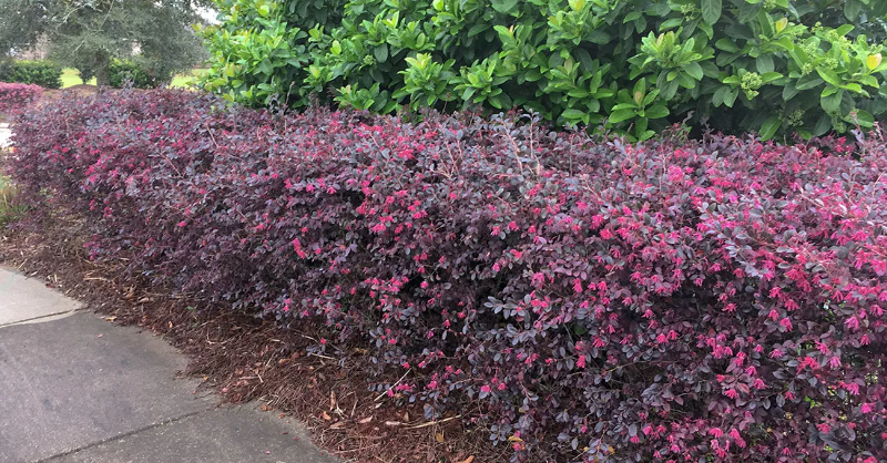 Image of Loropetalum shrub