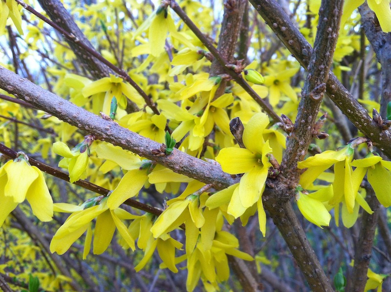 flowering-forsythia-branches.jpg