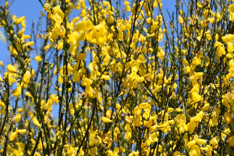 flowering-stems-of-yellow-scotch-broom.jpg