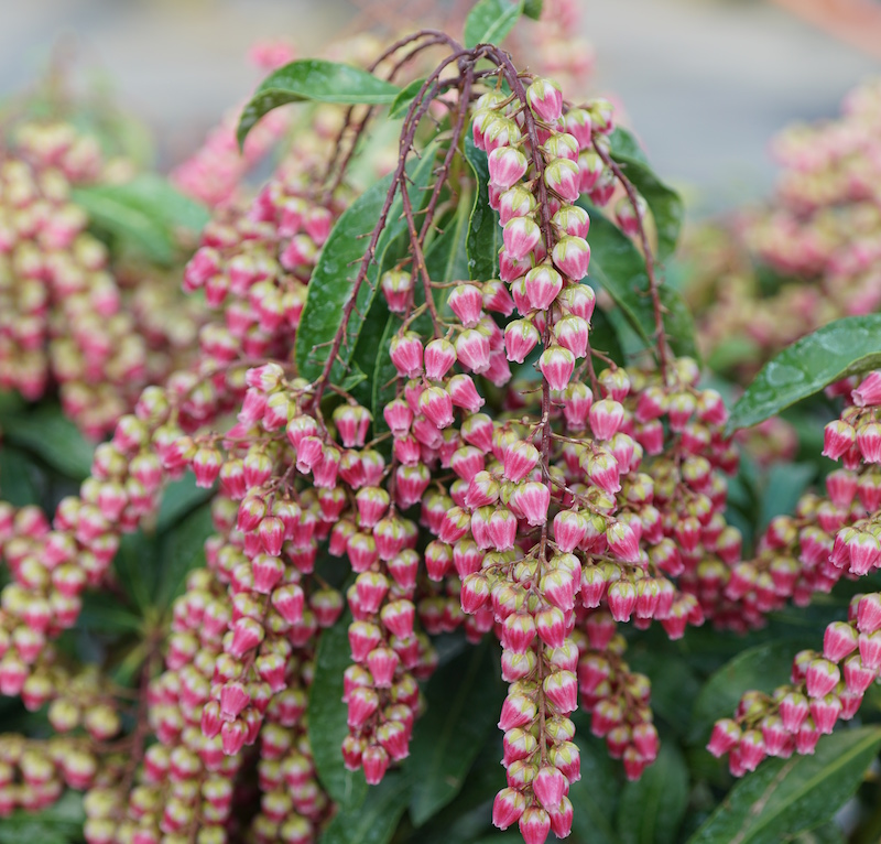 flowers-and-foliage-of-pieris-interstella.jpg