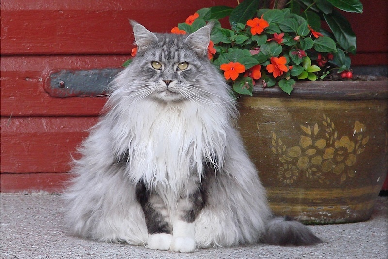 fluffy-cat-in-front-of-pot-of-red-impatiens.jpg