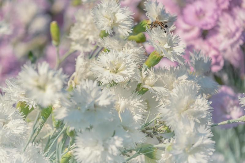 fluffy-white-dianthus.jpg