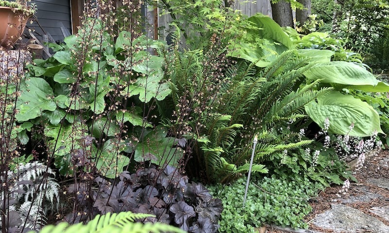 foamflower-planted-with-sedum-hostas-sword-fern-coral-bells-japanese-painted-fern-and-bear-s-breeches.jpeg